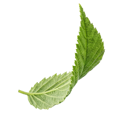Leaf