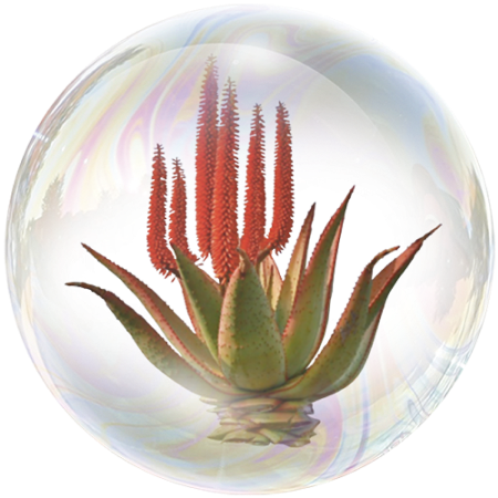 Aloe Africano Blanco (Aloe africanais)