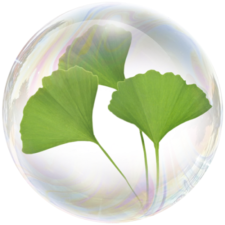 Ginkgo (Ginkgo biloba)