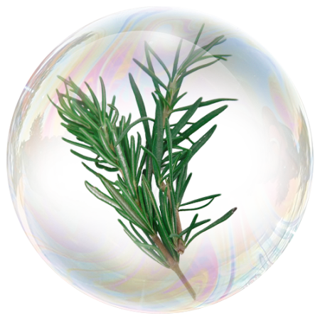 ​​​​​​​Rosemary leaf